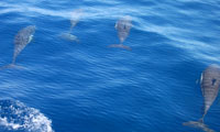 John's Boat Tours Cabinas Jimenez Dolphin Watching Tours are Famous on the Osa Peninsula